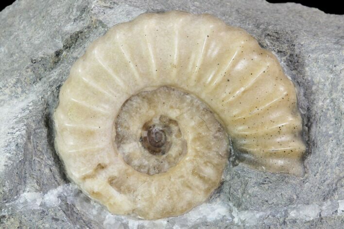 Ammonite (Promicroceras) Fossil - Lyme Regis #102885